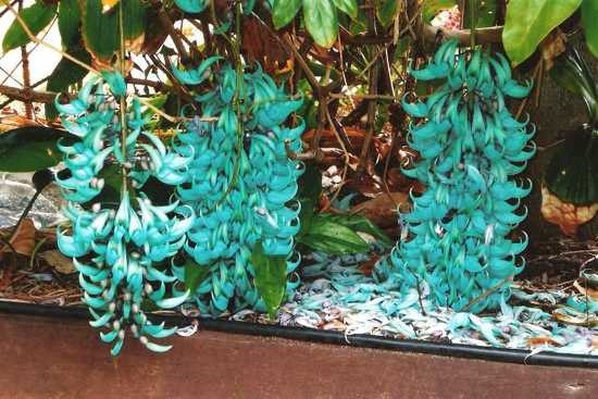 Trong những năm cuối thế kỷ XX, cây hoa móng cọp xanh được chiết cành, giâm cành và trồng tại nhiều nơi ở Đà Lạt.
