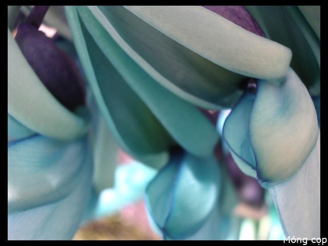 Hoa móng cọp xanh (Strongylodon macrobotrys) có hoa giống hình móng cọp màu xanh cẩm thạch nên nó còn được gọi là hoa cẩm thạch (Jade Vine). Loài hoa này có nguồn gốc từ những cánh rừng mưa ở Philippines.