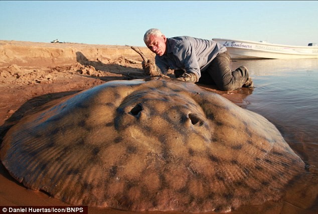 Jeremy Wade và con cá đuối gai độc nặng 126 kg