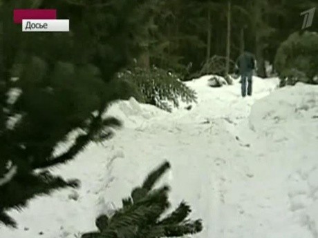 Một người Moscow đang lựa chọn cây thông vừa ý trước khi chặt đem về trang trí