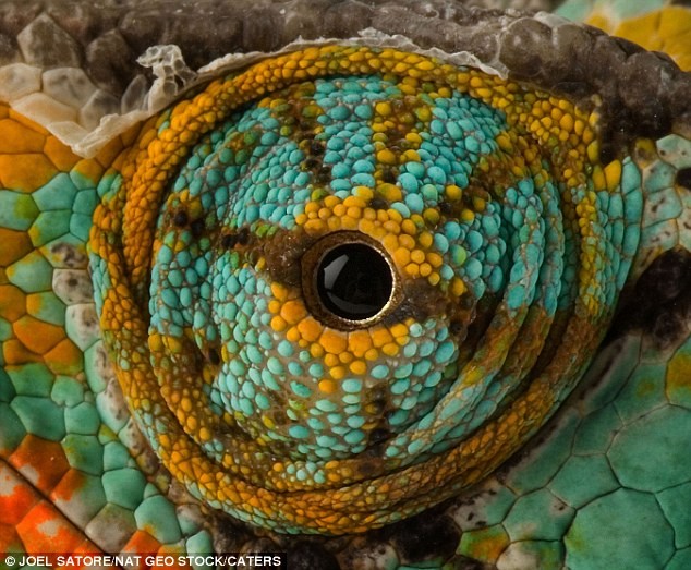 Mắt của một con tắc kè hoa Veiled Chameleon che kín mặt và có khả năng xoay 360 độ. Hai mắt của chúng có khả năng tập trung quan sát độc lập nên tắc kè hoa có thể quan sát hai đối tượng cùng lúc. Khi thấy con môi, nó có thể dùng cả hai mắt tập trung quan sát nên có thể trông thấy rõ con mồi ở tầm xa 10m. Ảnh Joel Satore