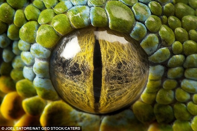 Ánh mắt thận trọng của một con mãng xà xanh. Mắt mãng xà xanh được bao phủ bởi một lớp màng mỏng giúp nó có thể mở mắt liên tục Ảnh Joel Satore