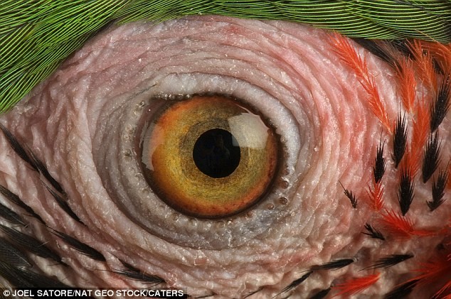 Con mắt màu vàng pha hồng của một con vẹt. Ảnh Joel Satore