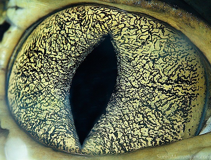 Mắt cá sấu châu Mỹ. Ảnh Suren Manvelyan