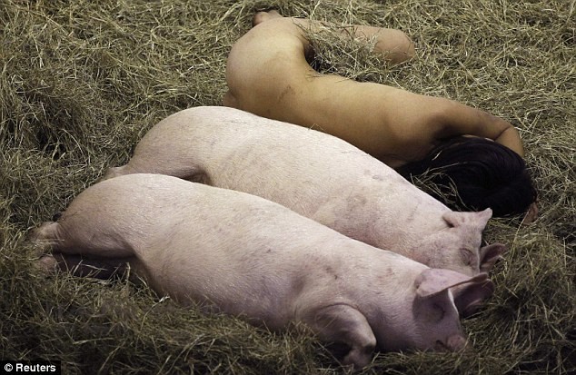 Nghệ sĩ gốc Hàn 30 tuổi sẽ ăn ở với những con lợn như thế này liên tục trong 104 giờ