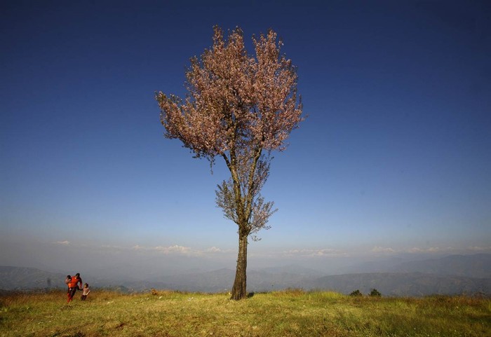 Một phụ nữ trở về nhà cùng với những đứa con nhỏ từ cánh đồng ở Phulbari, Kathmandu, Nepal hôm 25/11.