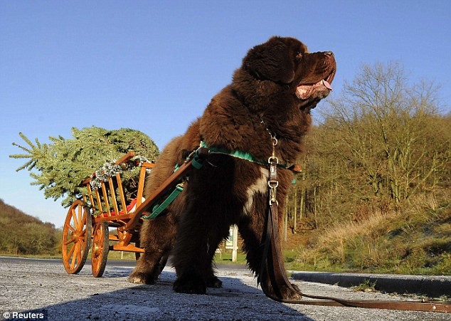 Chó Newfoundland giúp vận chuyển cây thông Noel cho quỹ từ thiện địa phương