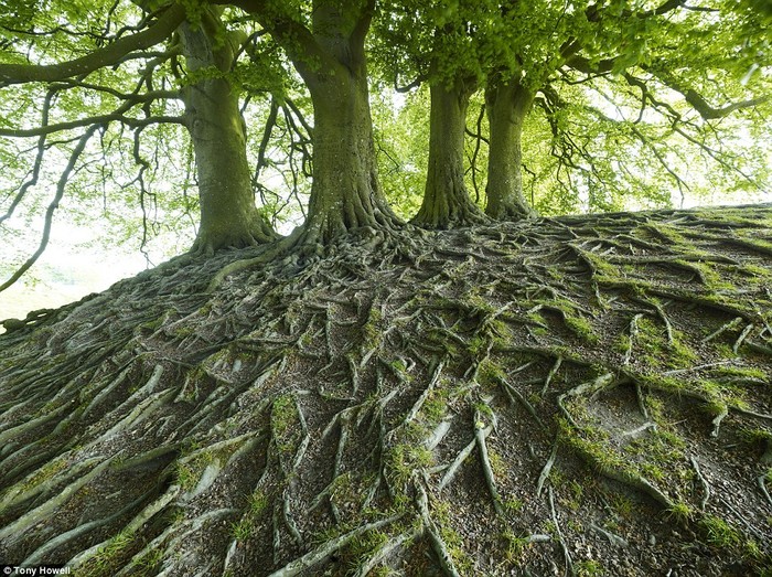 Vẻ đẹp quyến rũ của cây sồi ở Avebury, Wiltshire