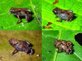 Loài ếch nhỏ nhất thế giới vừa được phát hiện