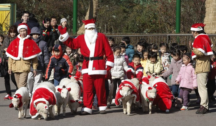 Một nhân viên khi giải trí ăn mặc và những chú cừu mặc trang phục Noel tại Yongin, Hàn Quốc ngày 24/11/2011