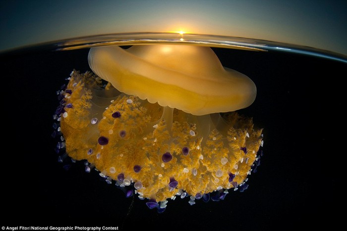 Ảnh chụp sứa Sunrising dưới mặt nước ở tỉnh Murcia, Tây Ban Nha của tác giả Angel Fitor