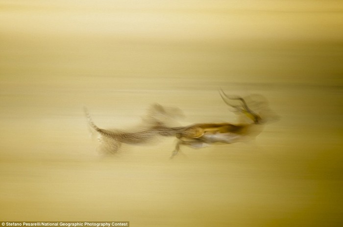 "Kẻ săn mồi" - tác phẩm của nhiếp ảnh gia Stefano Pesarelli được thực hiện tại Khu dự trữ thiên nhiên Masai Mara của Kenya