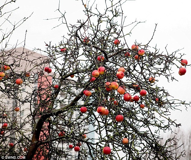 Những trái táo chín đỏ vẫn chưa chịu rời cành