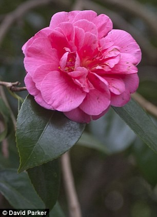 Hoa trà japonica nở sớm. Loài hoa này thường nở vào tháng 3.