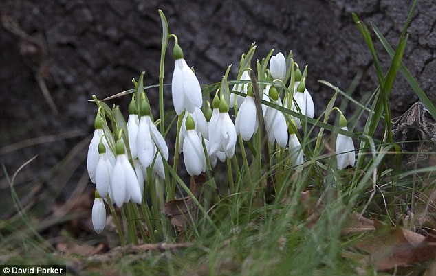 Hoa bông tuyết của tháng 2 được tìm thấy nở rộ trong Chalfont St Peter, Buckinghamshire
