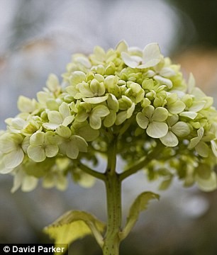 Hoa tú cầu macrophylla thường chỉ nở tới cuối mùa hè, nhưng năm nay, nhưng cuối tháng 12 rồi mà người ta vẫn tìm thấy chúng nở ở Windsor