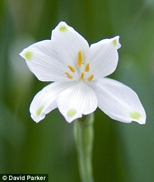 Leucojum vernum, bông tuyết mùa xuân, thường nở vào tháng 2 hoặc tháng 3, đã xuất hiện tại Windsor.