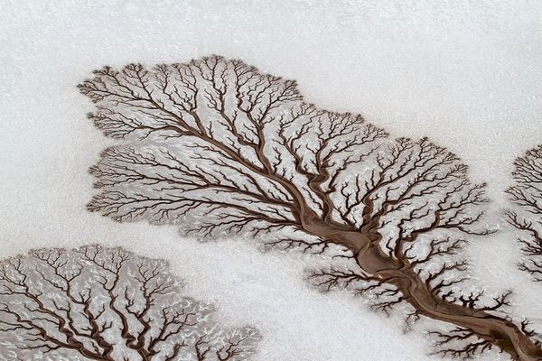 Dấu tích dòng chảy của những con sông trên sa mạc ở Baja California, Mexico trông giống như hình dạng của những ngọn cây khổng lồ. Ảnh Adrianafranco Franco.