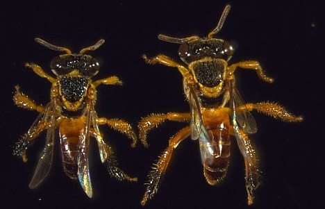 Ong chiến binh Tetragonisca angustula