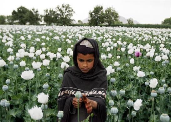 Một cậu bé Afghanistan làm công nhân trồng thuốc phiện tại Musa Qala, tỉnh Helmand ngày 28/3/2009