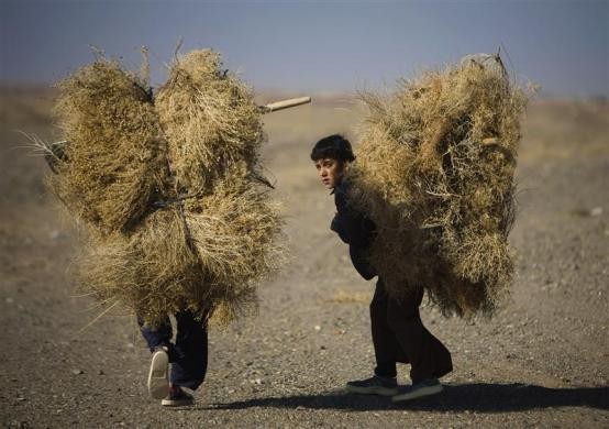 Các cậu bé Afghanistan gánh cỏ khô đi bộ trong sa mạc gần Herat ngày 17/12/2009
