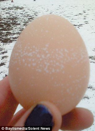 Đốm trắng trên quả trứng của gà Rosie giống như tuyết