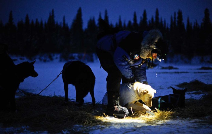 Martin Buser, người 4 lần vô địch "Iditarod Trail Sled Dog Race" cùng đội của mình chuẩn bị rời Nikolai, Alaska ngày 6/3.