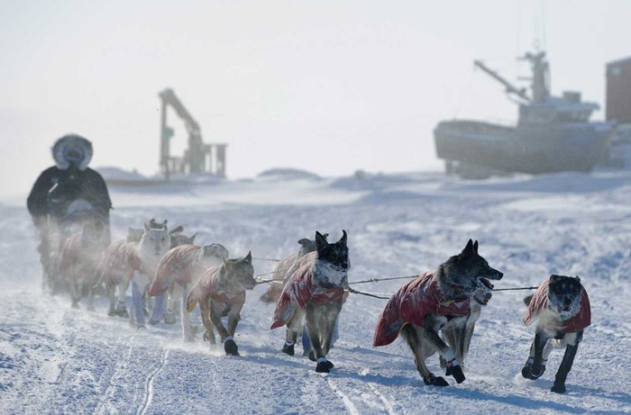 Peter Kaiser điều khiển xe chó kéo hướng tới Unalakleet, Alaska ngày 11/3.