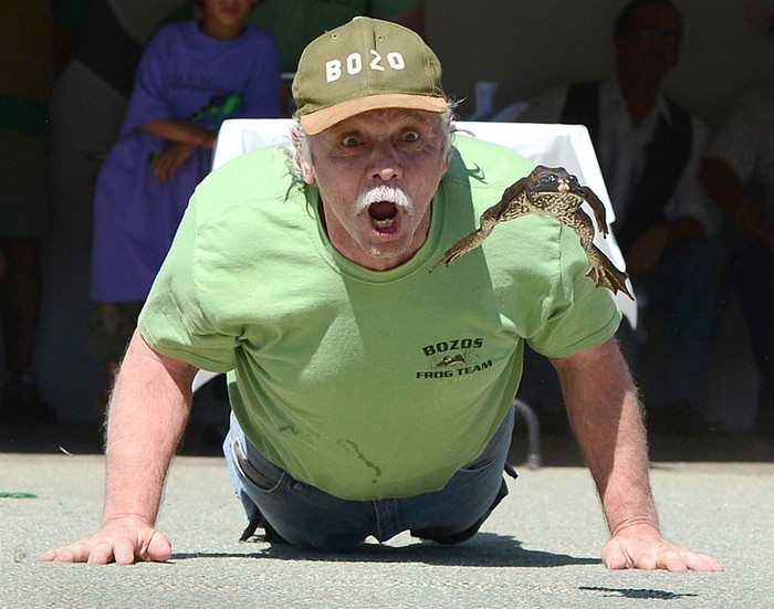 Ông Brent Bloom nhảy theo con ếch của mình tại cuộc thi Jumping Frog Jubilee tổ chức ở hạt Calaveras, California, Mỹ ngày 20/5.