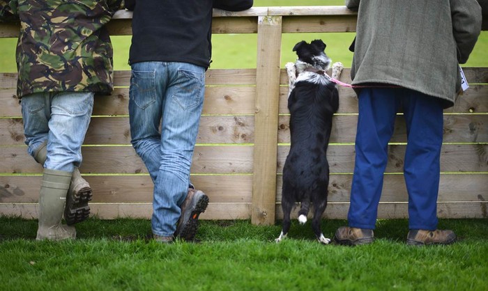 Một chú chó chăn cừu tò mò rướn lên lỗ hổng hàng rào xem các con chó khác được bán đấu giá tại hội chợ Skipton ở Skipton, Anh ngày 18/5.