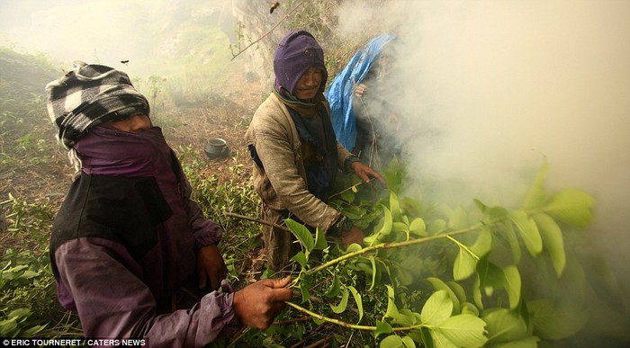 Người Rai hun khói xua đuổi những con ong mật lớn nhất thế giới ra khỏi tổ để lấy mật.