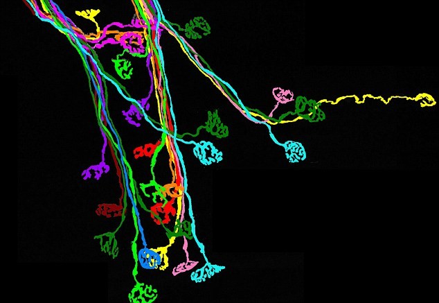 Những con đường này sau đó được các nhà khoa học sử dụng để lập ra bản đồ 3D của mạng lưới phức tạp hình thành lên não bộ của chúng ta.