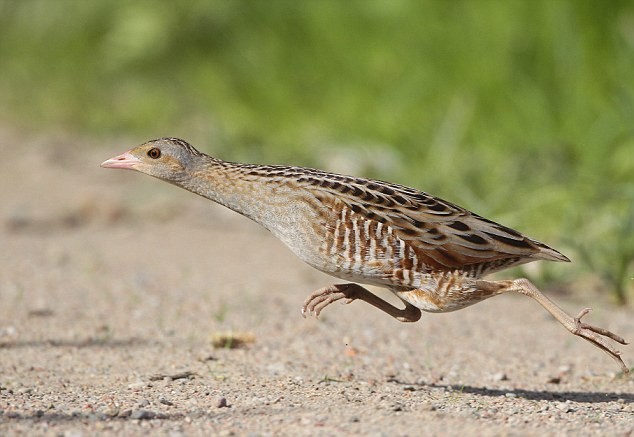 Một con corncrake chuẩn bị bay