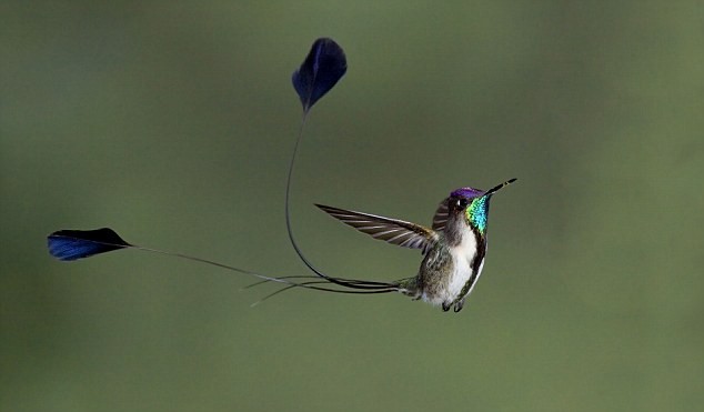 Chim Ruồi Marveluos spatuletail