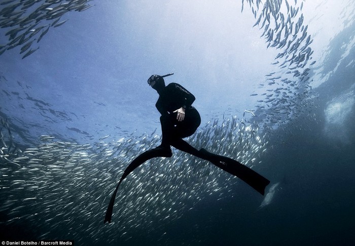 Cá Sardine là loài cá nước lạnh có tuổi thọ không quá 3 năm. Mỗi lần sinh sản, những con cá cái có thể cho ra đời hàng ngàn quả trứng.