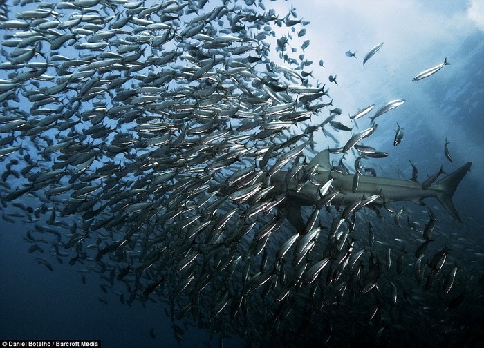 Cá Sardine thường được tìm thấy ở các bãi cát ngầm lớn trên bờ biển phía tây của California, Nam Mỹ, Nhật Bản, Australia và, tất nhiên, là cả ở miền nam châu Phi