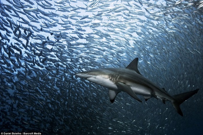 Thức ăn chủ yếu của cá Sardine là các sinh vật phù du.