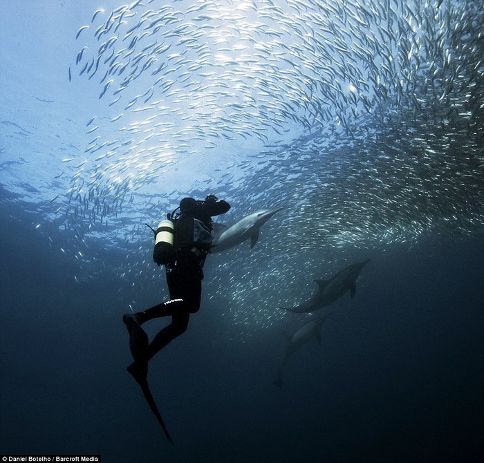 Những kẻ săn mồi rình rập trên đường di cư của đàn cá Sardine.