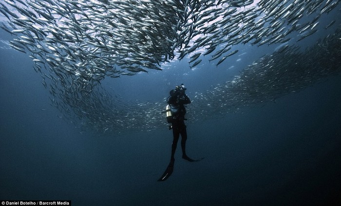 Cuộc di cư khổng lồ của đàn cá Sardine đã thu hút rất nhiều các loài cá khác như cá heo, cá mập đầu đen và thậm chí là cả những con cá voi.