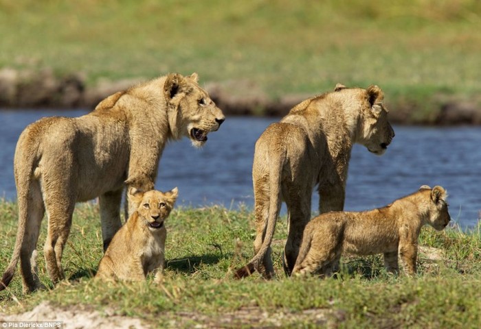 Nhiếp ảnh gia người Bỉ Pia Dierickx cho biết, con sư tử cái đã di chuyển với tốc độ cực nhanh khiến bà không kịp nhận ra mọi chuyện cho tới khi xem lại những bức ảnh đã chụp được về toàn bộ quá trình vượt sông của nhà sư tử.