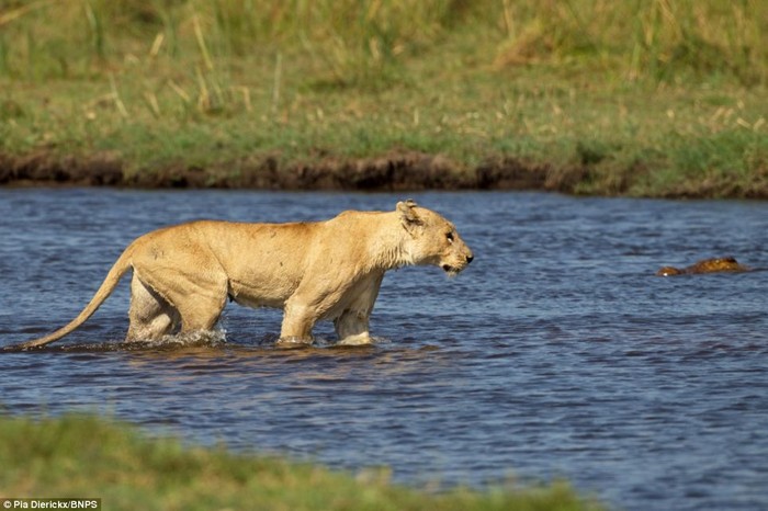 Những con sư tử đã khảo sát dòng sông trước khi quyết định vượt qua.