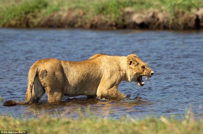 Con sư tử cái đã lội xuống sông, nhe nanh đe dọa con cá sấu khi nó phát hiện ra kẻ săn mồi đang rình rập dưới nước.