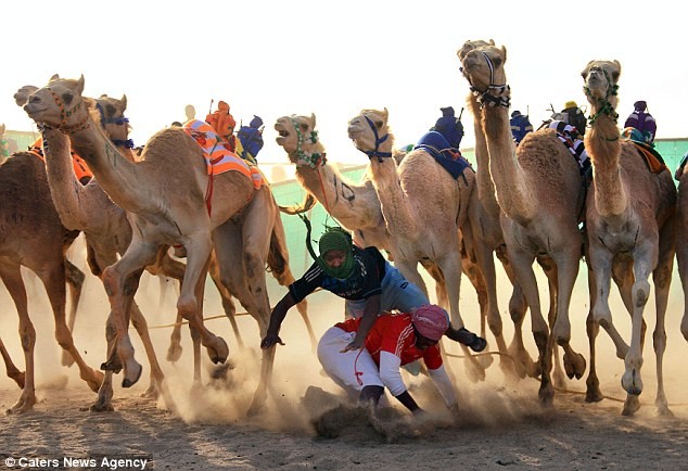 Những người tham gia đua lạc đà đang cố gắng thoát khỏi móng guốc của những con vật to lớn.