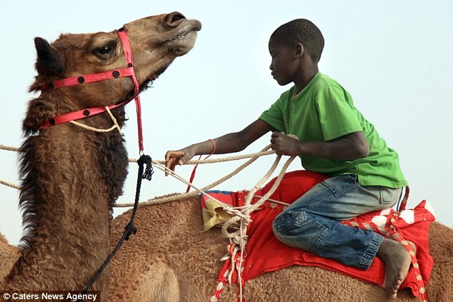 Trẻ em Ả Rập Saudi đã sớm được cưỡi trên lưng lạc đà