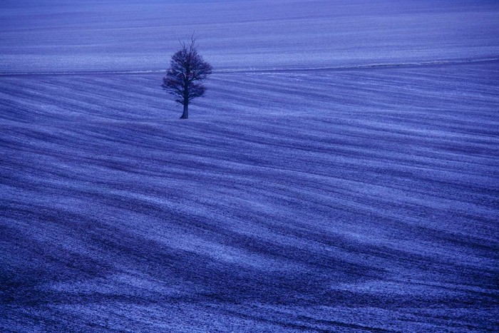 Sương giá phủ trắng cánh đồng trên đồi Orton ở Leicestershire, Anh ngày 30/11.