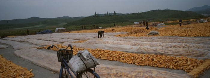 Người dân phơi bắp ngô tại một trang trại ở Kaesong.