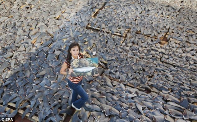 Sharon Kwok, giám đốc chương trình Aquameridian & Mission Blue của một tổ chức phi chính phủ đứng bên cạnh đống vây cá mập cùng một bức ảnh cá mập.