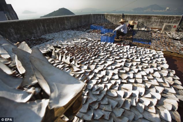 Nhiều người giàu có ở Trung Quốc tin rằng vi cá mập giống như một vị thuốc bổ và thường thiết đãi khách khứa món súp này tại những bữa tiệc lớn.