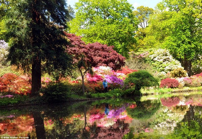 Một phụ nữ nghỉ chân bên bờ ao rợp bóng cây và đầy màu sắc của lá, hoa đang nở rộ tại vườn Exbury, New Forest.