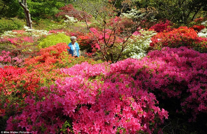 Những cây đỗ quyên các loại đầy màu sắc quyến rũ trong vườn Exbury.